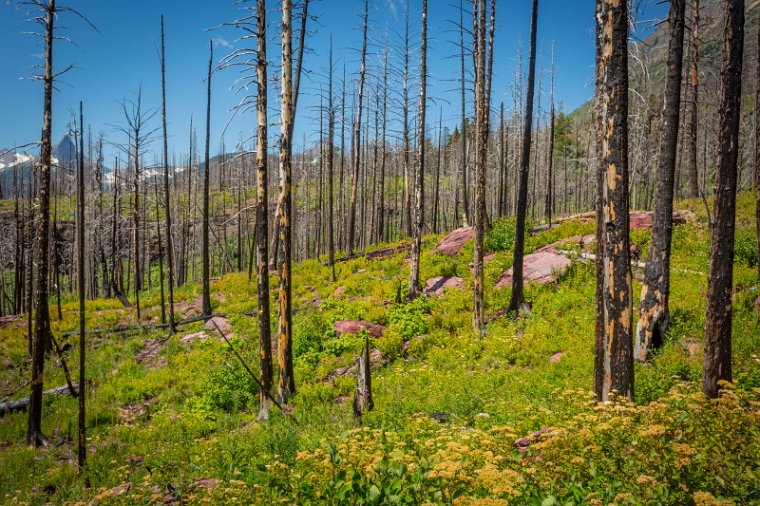 103 Glacier NP.jpg